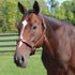 Quiet Creek Triple Stitched Premium British Halter